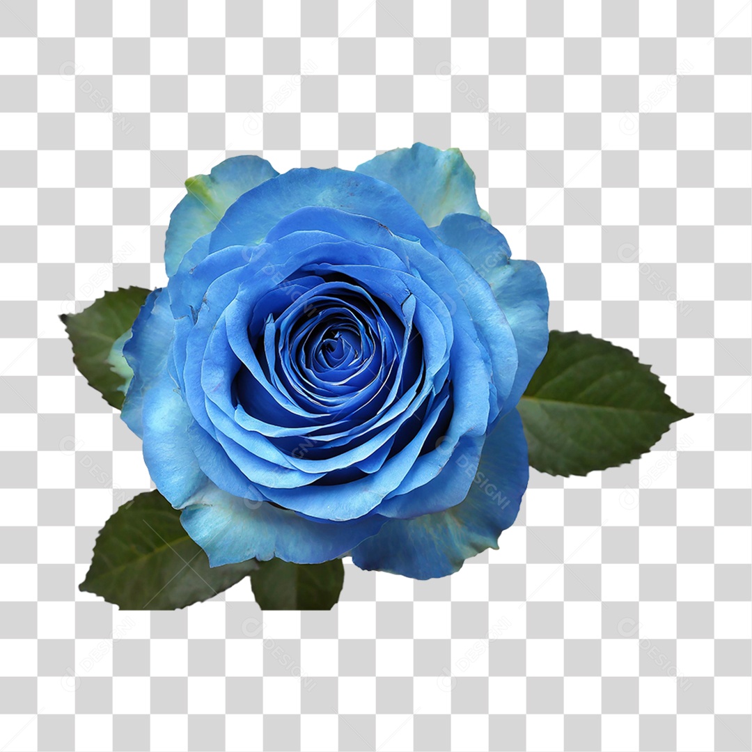 Flores Rosas Plantas PNG Transparente