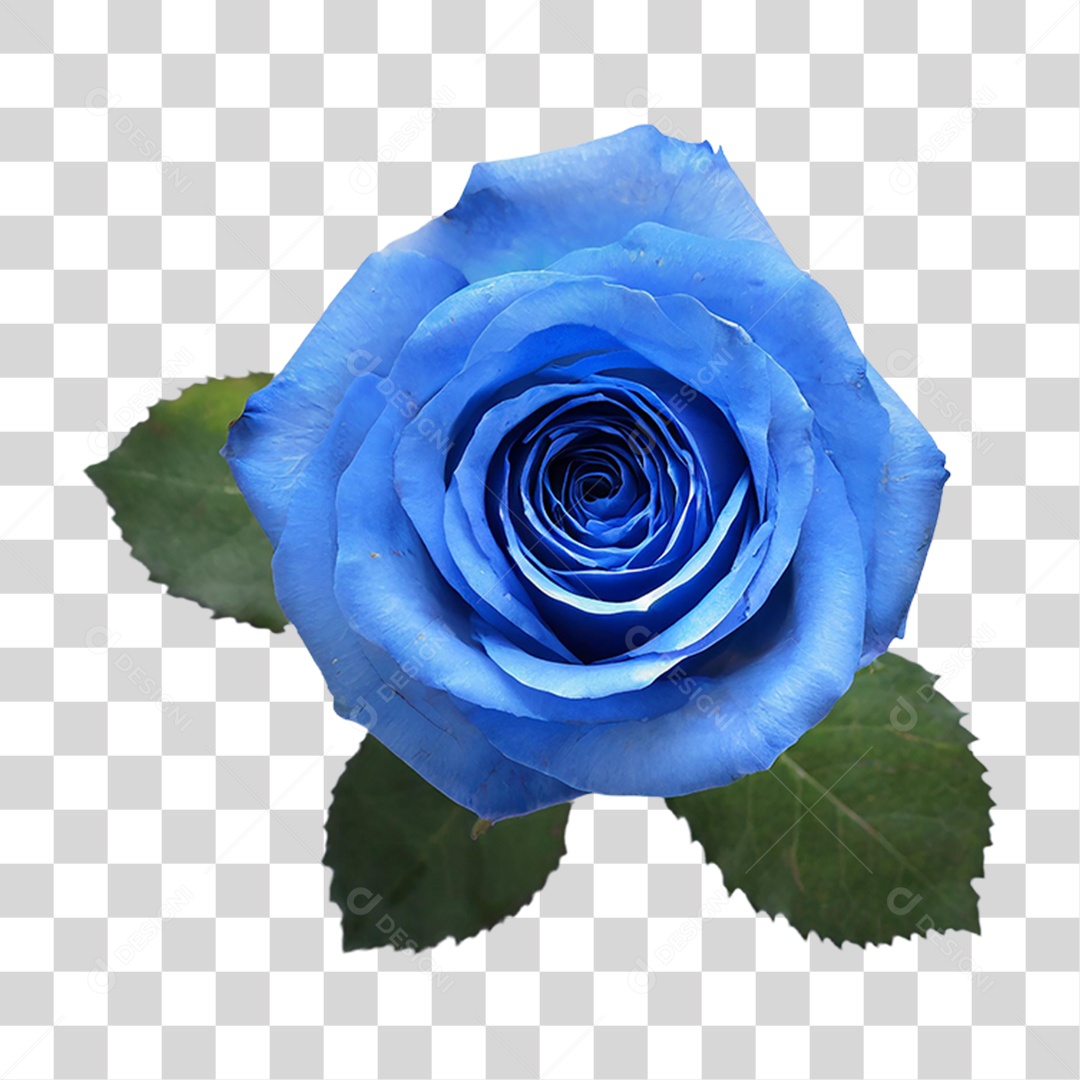 Flores Rosas Plantas PNG Transparente