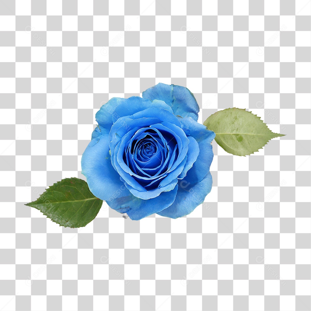 Flores Rosas Plantas PNG Transparente