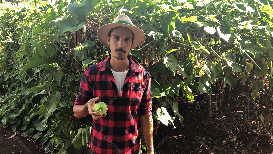 Agricultor em plantação de chuchu ao fundo