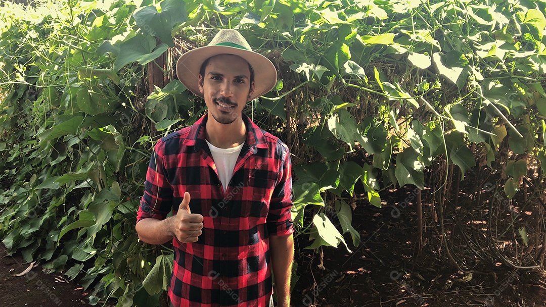 Agricultor em plantação de chuchu ao fundo