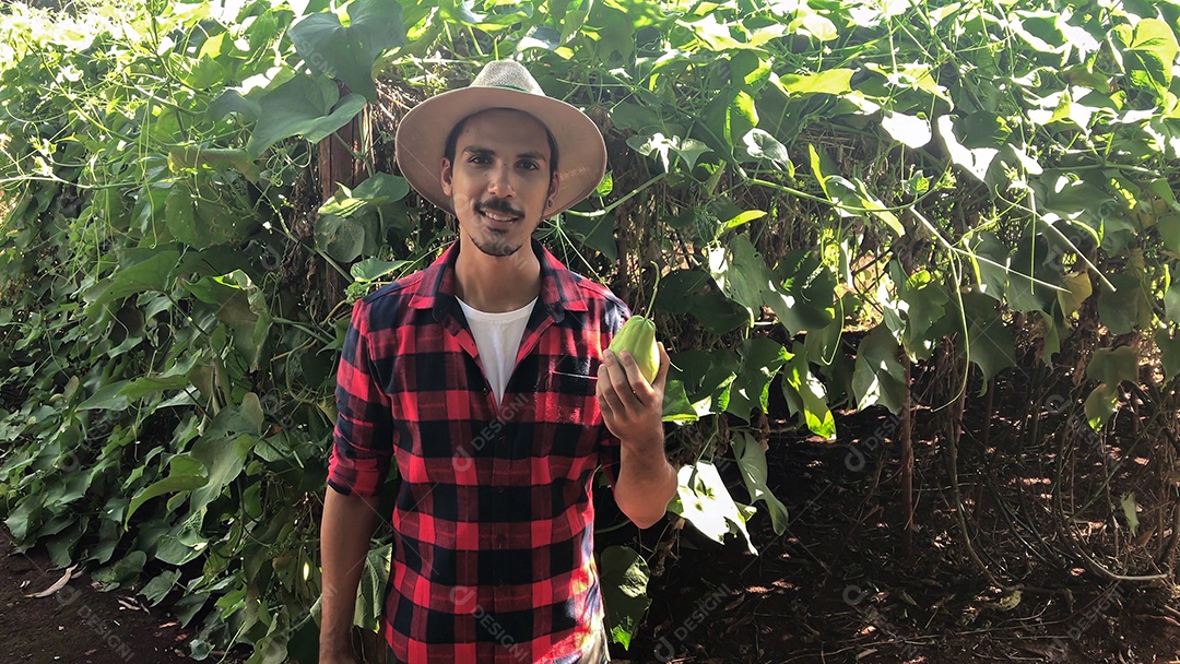 Agricultor em plantação de chuchu ao fundo