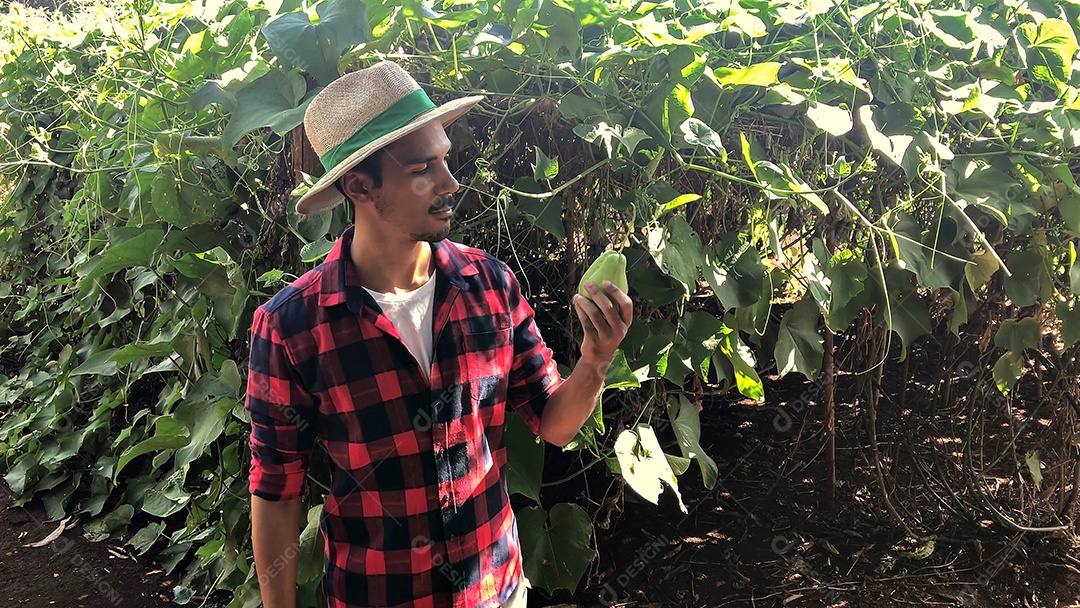 Agricultor em plantação de chuchu ao fundo