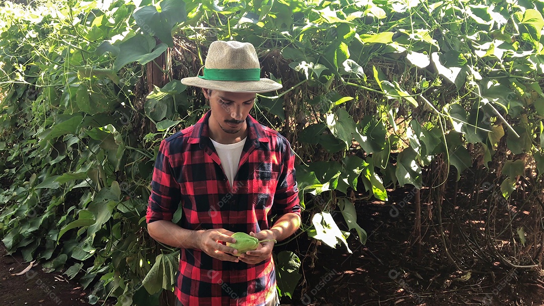 Agricultor em plantação de chuchu ao fundo