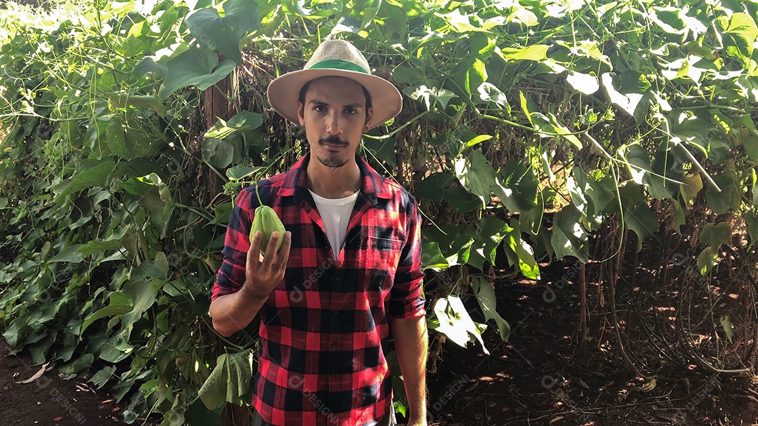 Agricultor em plantação de chuchu ao fundo