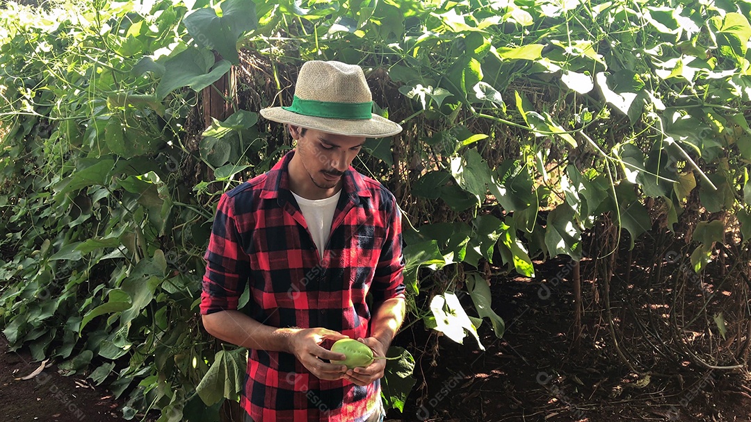 Agricultor em plantação de chuchu ao fundo