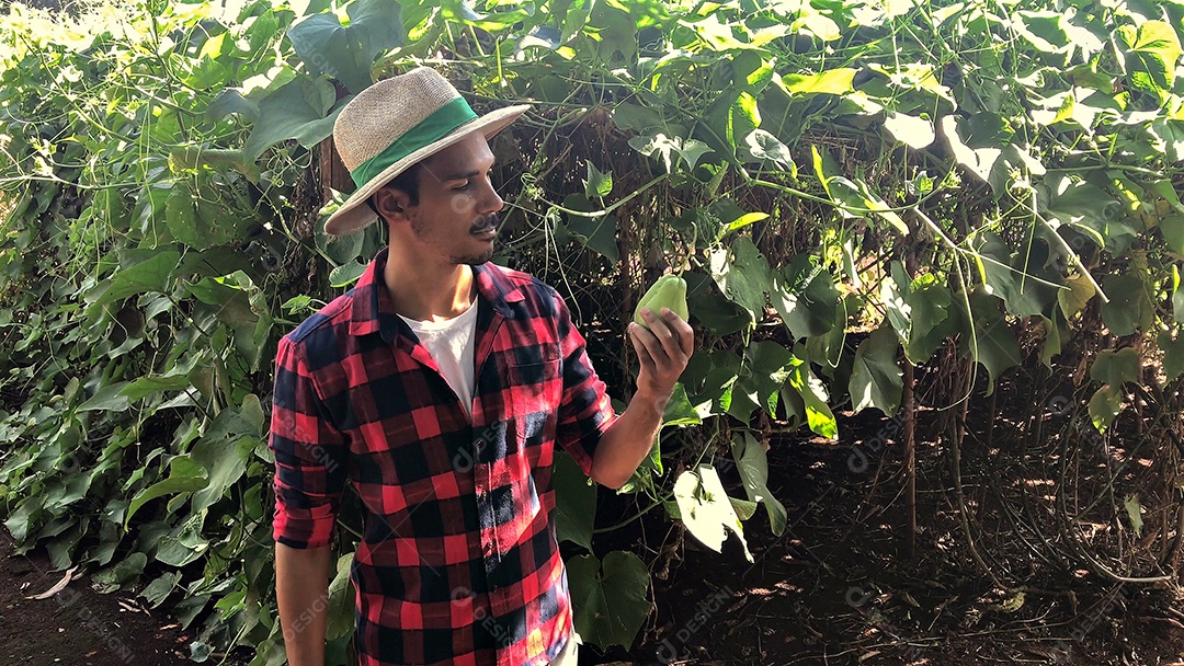 Agricultor em plantação de chuchu ao fundo