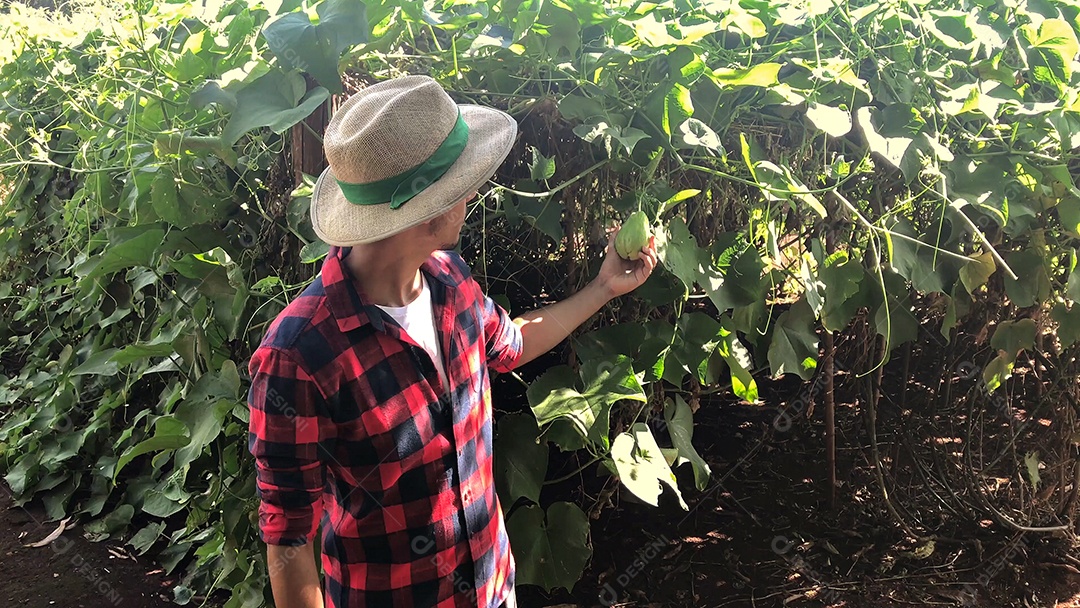 Agricultor em plantação de chuchu ao fundo