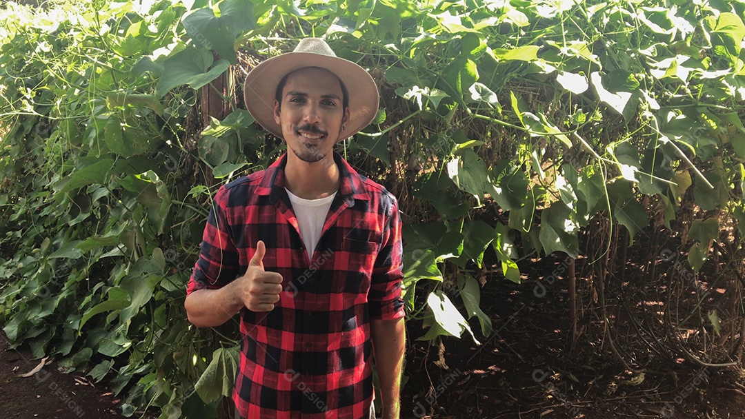 Agricultor em plantação de chuchu ao fundo