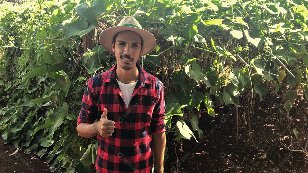 Agricultor em plantação de chuchu ao fundo