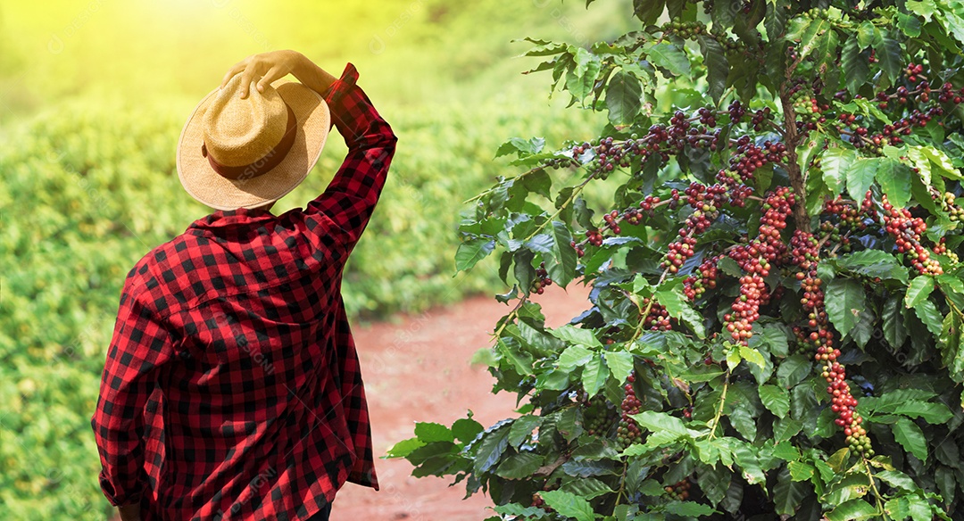 Agricultor com chapéu ao lado de uma planta de café com frutos vermelhos maduros