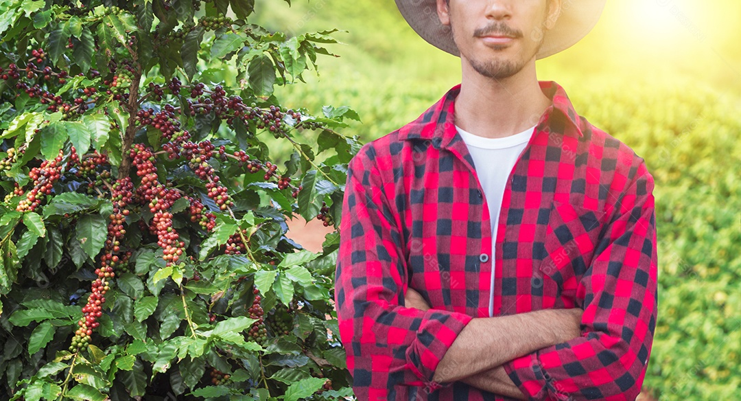 Agricultor com tablet no campo de plantação de café ao pôr do sol