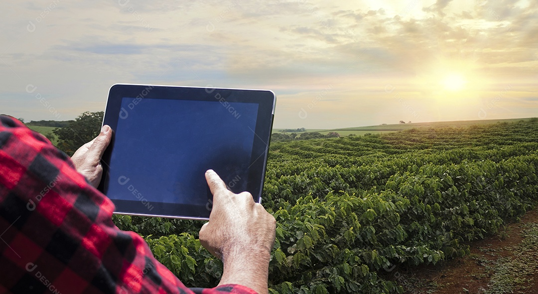 Agricultor com tablet no campo de plantação de café ao pôr do sol