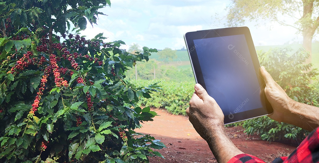 Agricultor com tablet no campo de plantação de café ao pôr do sol