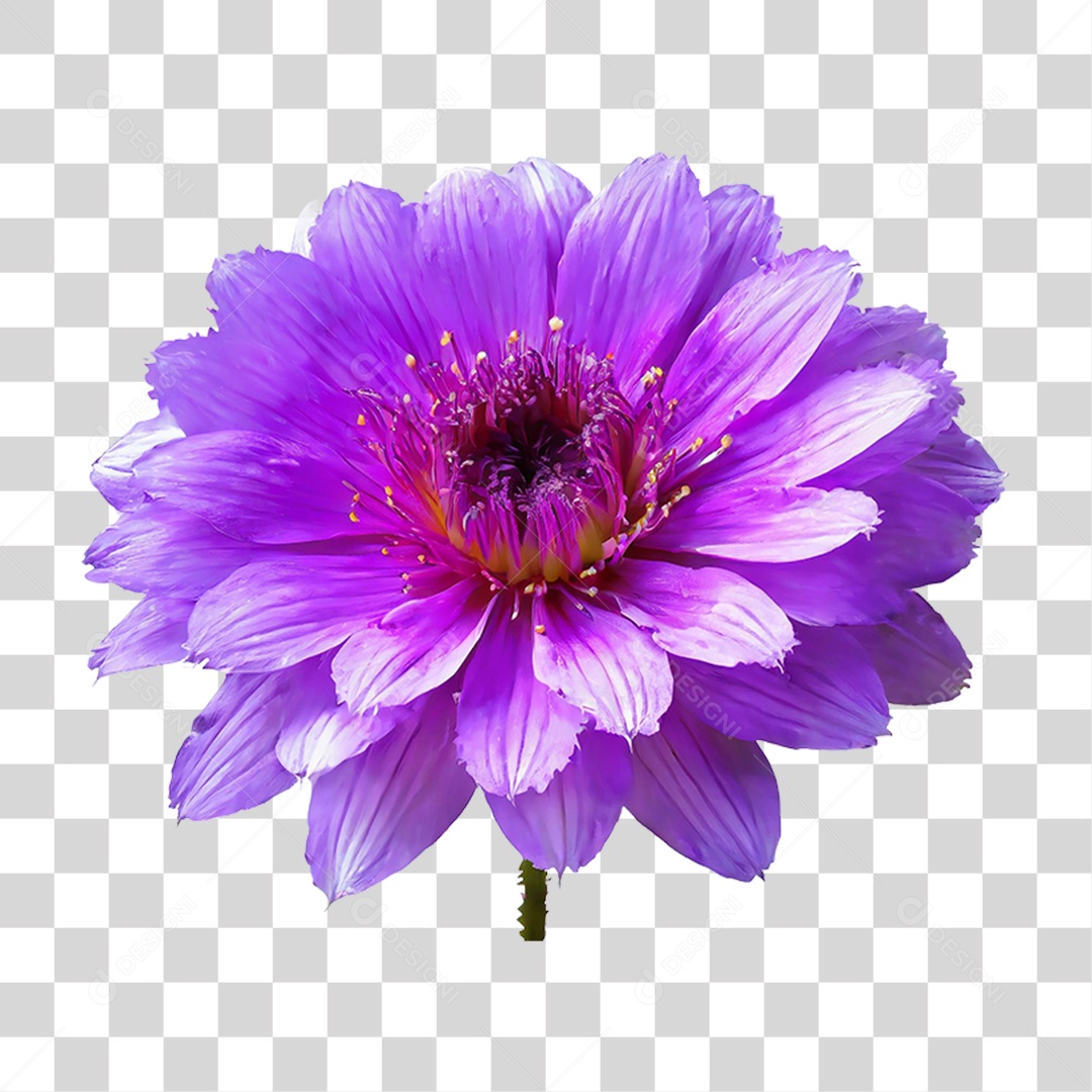 Flores Rosas Plantas PNG Transparente