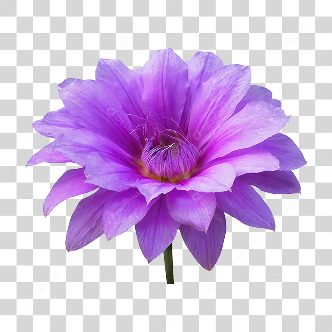 Flores Rosas Plantas PNG Transparente