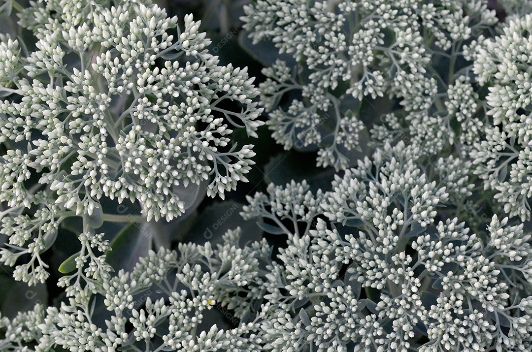 Flores fechadas de suculenta hylotelephium  telephium