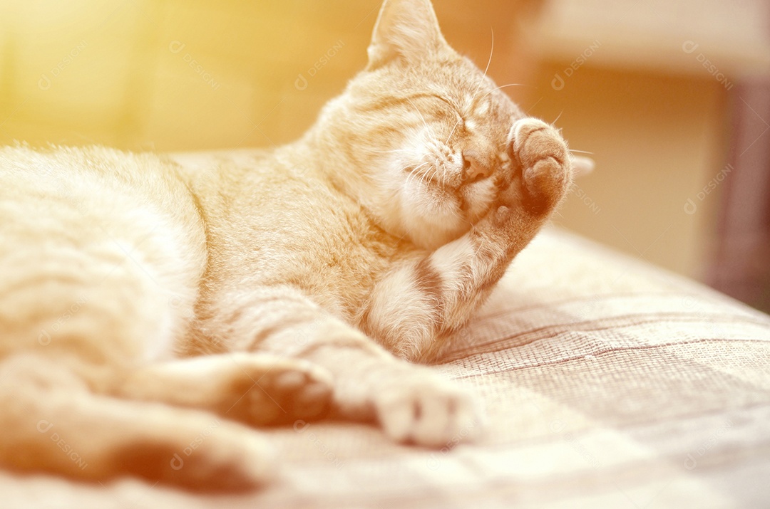 Gato preguiçoso deitado em sofá