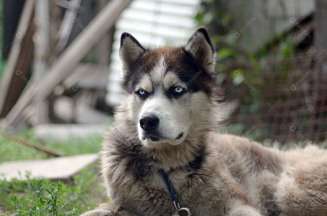 Malamute do Alasca com olhos azuis uma das raças de cães mais antigas