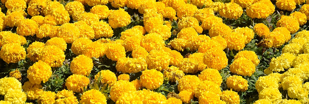 Flores amarelas de calêndula no jardim fechadas