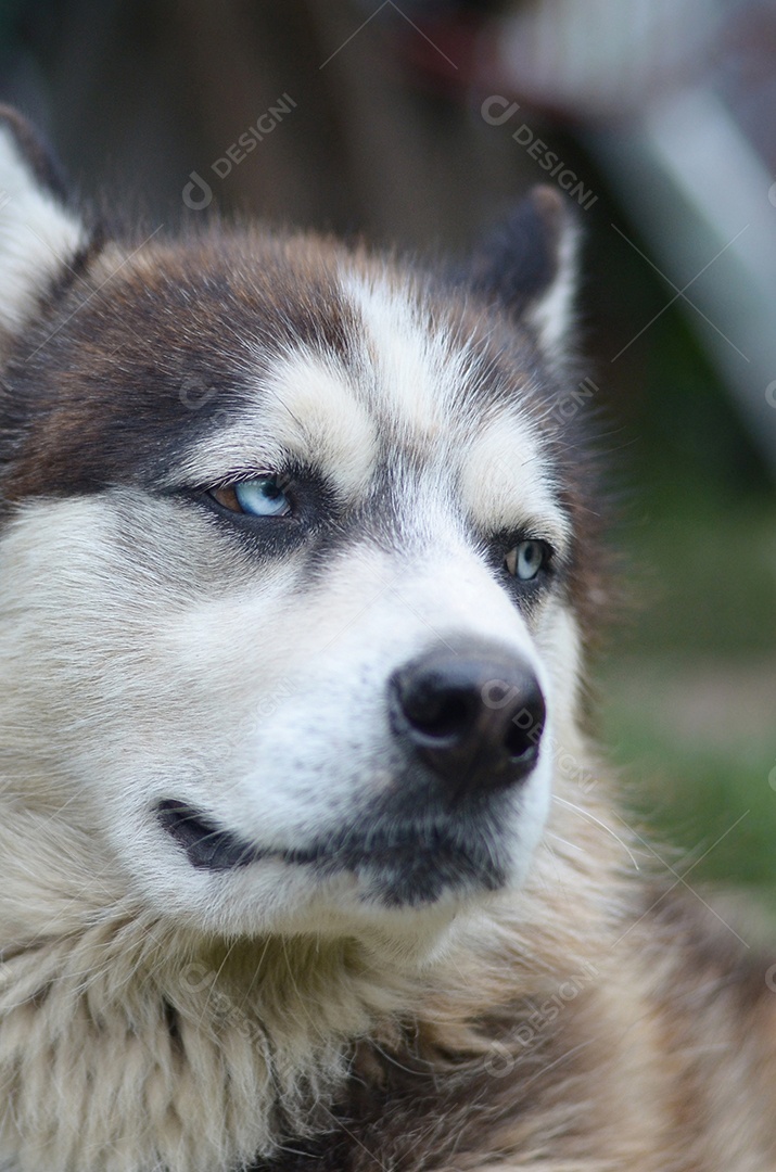 Malamute do Alasca com olhos azuis