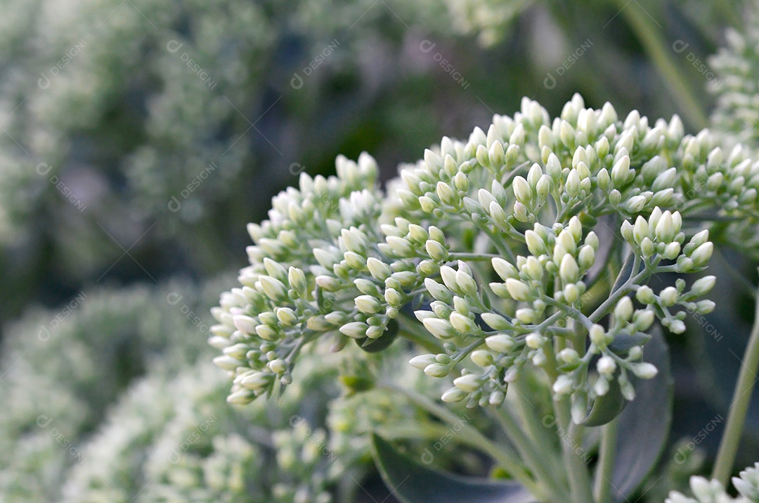 Muitas flores brancas de Hylotelephium telephium florescendo com folhas e caules verdes