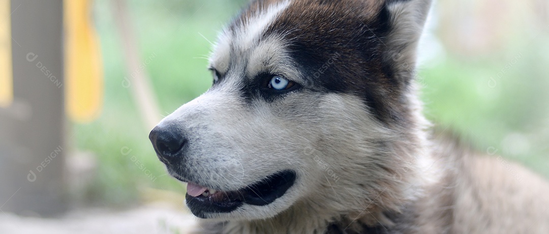 Malamute do Ártico é um tipo nativo de cão lindo e grande projetado para trabalhar com arreios