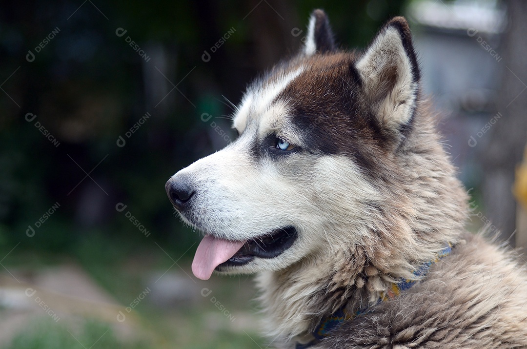 Malamute do Alasca com olhos azuis