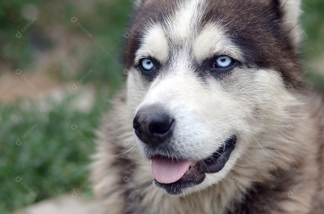 Malamute do Alasca com olhos azuis