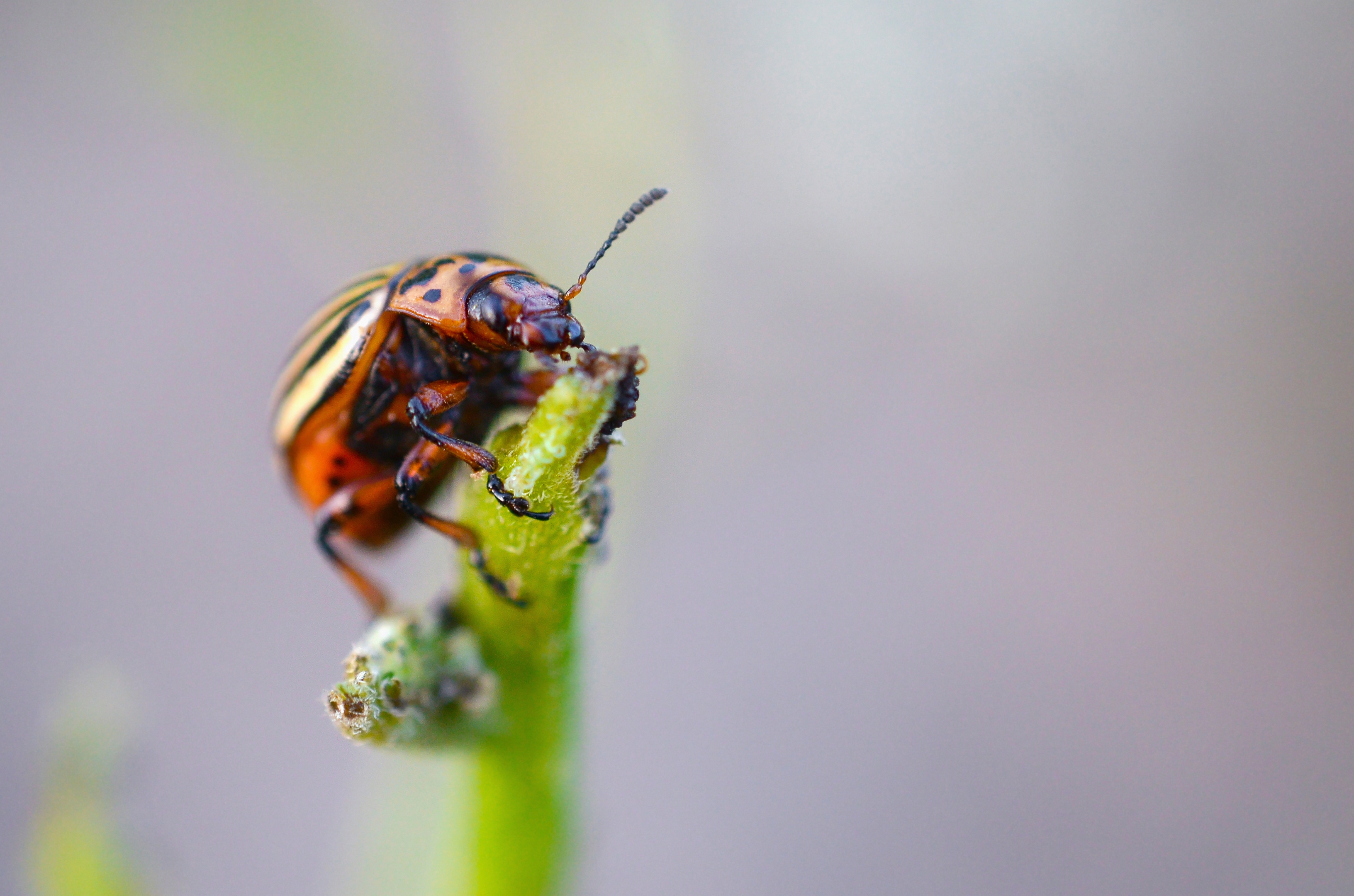 Besouro da batata do Colorado rastejando nas folhas da batata