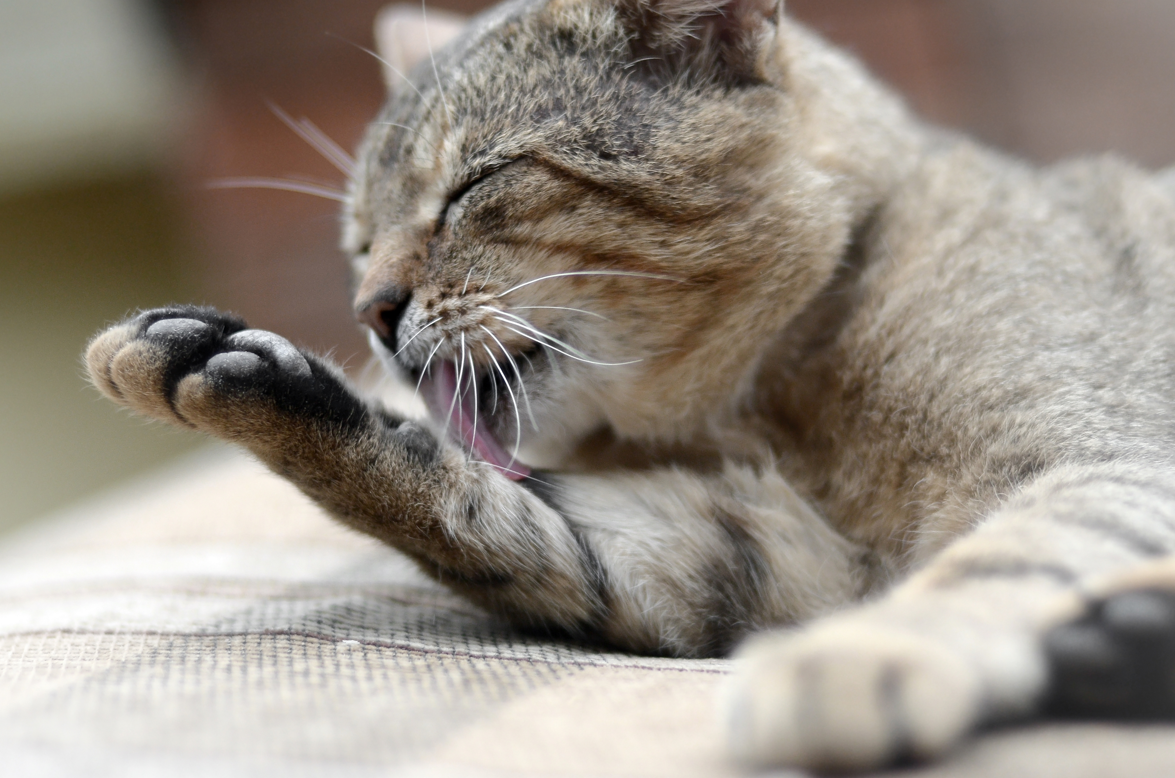 Gato rajado se limpando