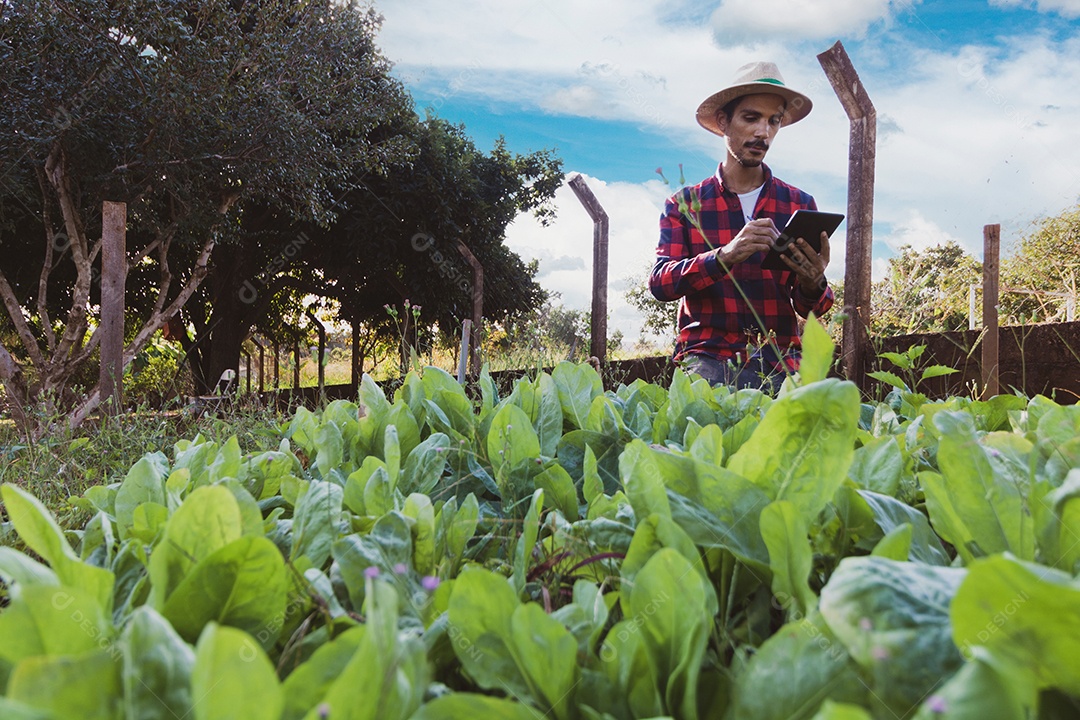 Agricultor com tablet em frente a uma plantação de espinafre