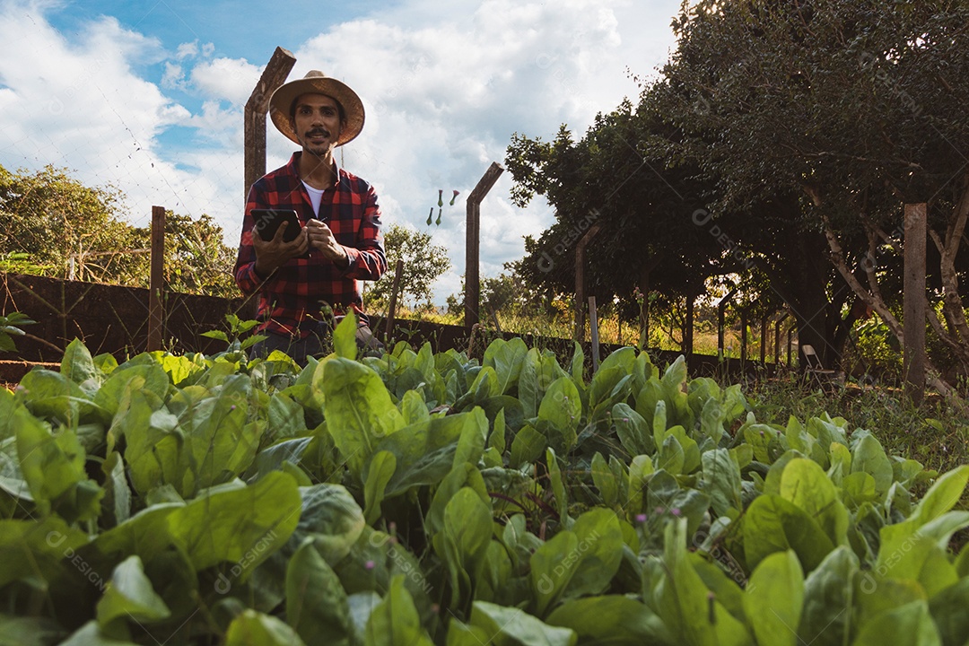 Agricultor com tablet em frente a uma plantação de espinafre