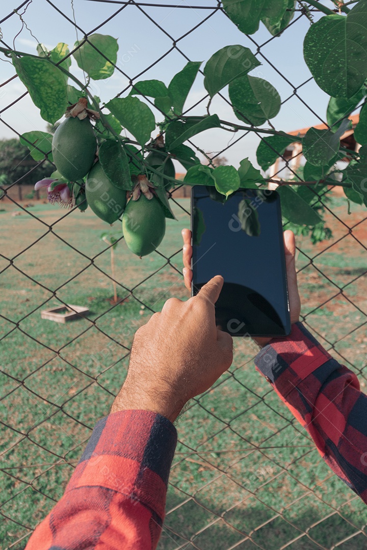 Segurando um tablet na fazenda planta de maracujá ao fundo