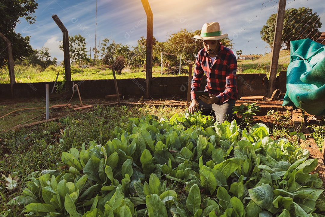 Agricultor com tablet em frente a uma plantação de espinafre