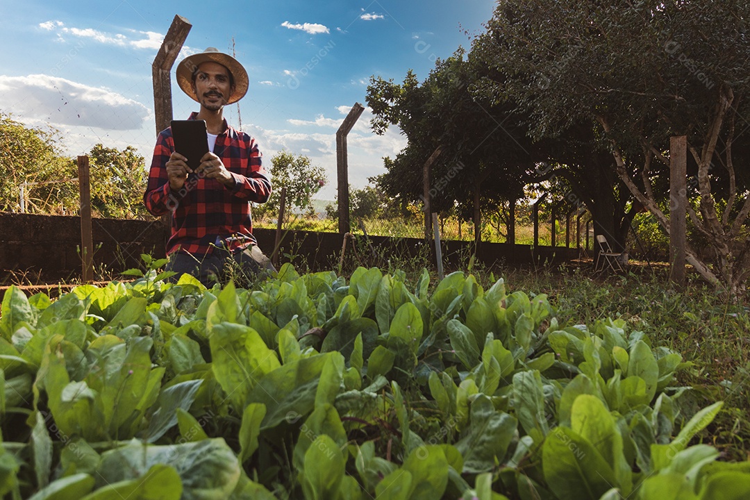 Agricultor com tablet em frente a uma plantação de espinafre