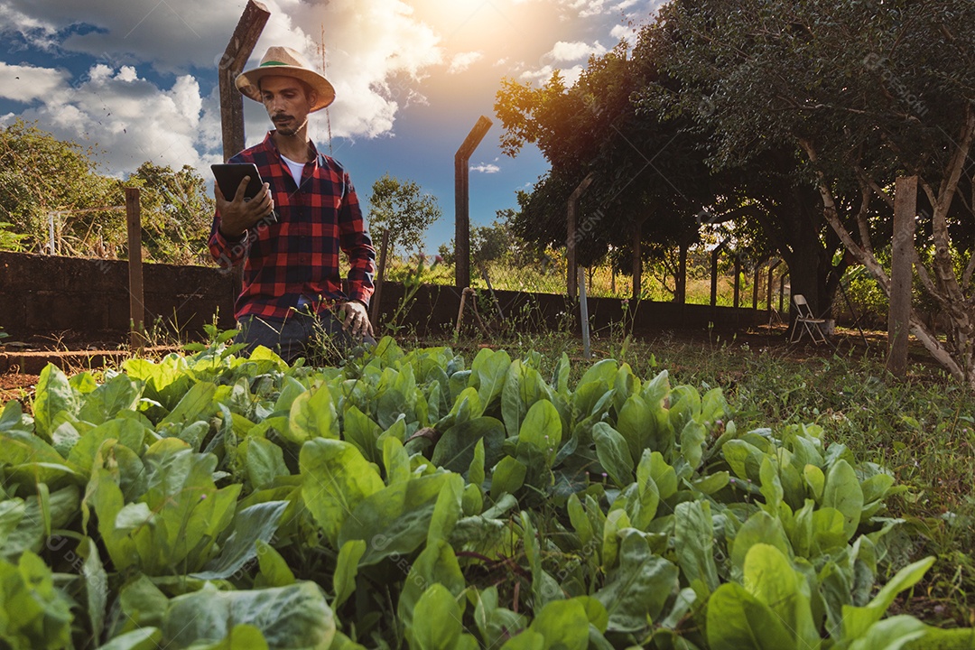 Agricultor com tablet em frente a uma plantação de espinafre