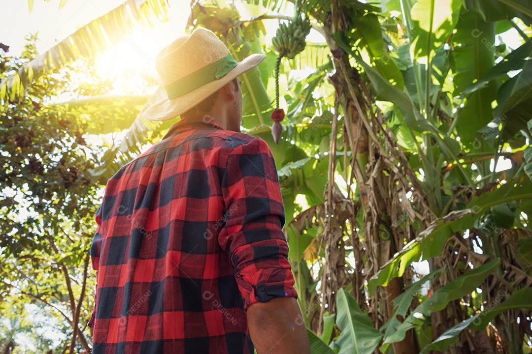 Agricultor em frente a uma plantação de bananeiras em um dia ensolarado