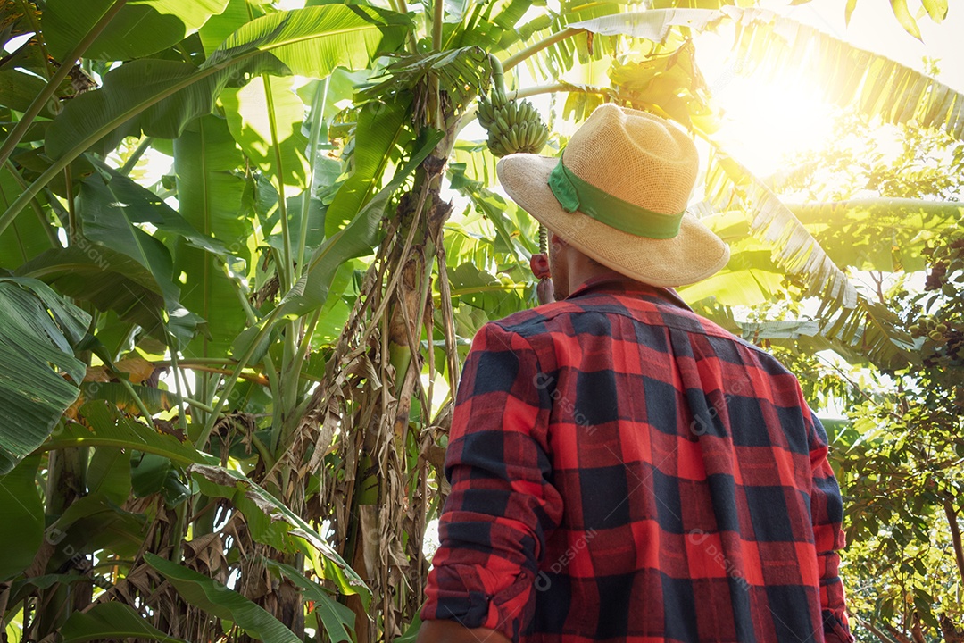 Agricultor em frente a uma plantação de bananeiras em um dia ensolarado