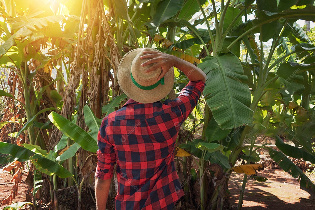 Agricultor em frente a uma plantação de bananeiras em um dia ensolarado