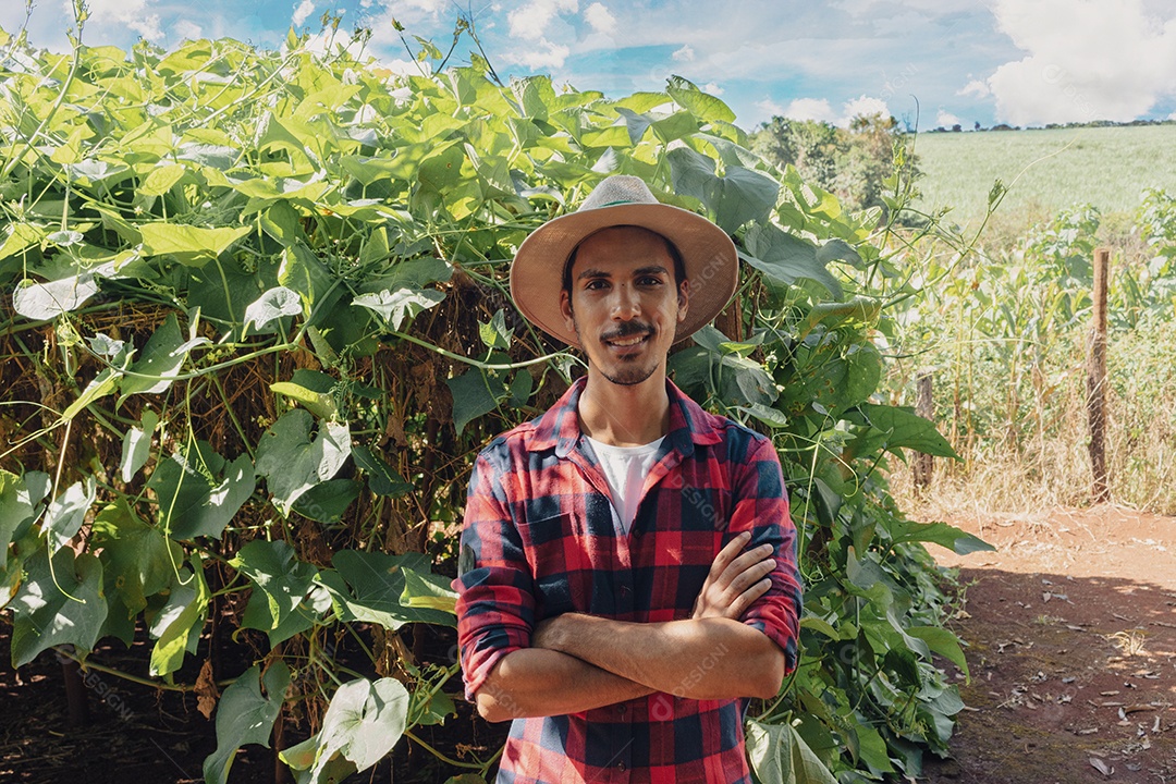 Agricultor em frente à plantação de berinjelas em um dia ensolarado