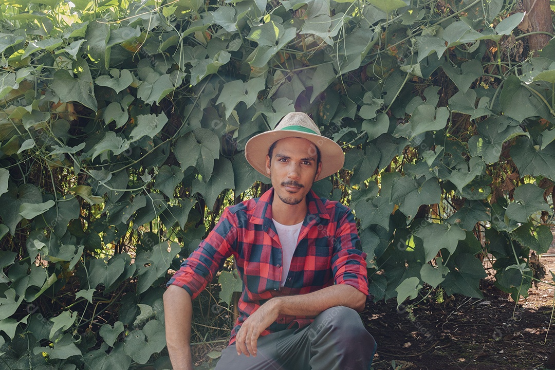 Agricultor em frente à plantação de berinjelas em um dia ensolarado