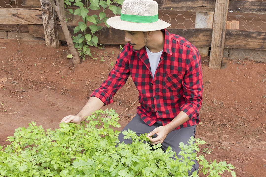 Fazendeiro bonito em uma plantação de hortaliças
