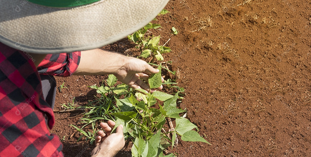 Fazendeiro bonito em uma plantação de quiabo