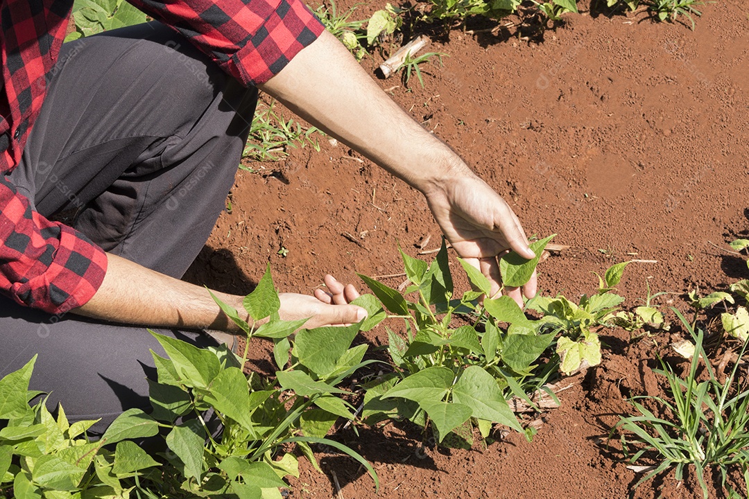 Fazendeiro bonito em uma plantação de quiabo