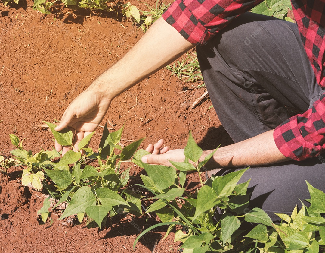 Fazendeiro bonito em uma plantação de quiabo