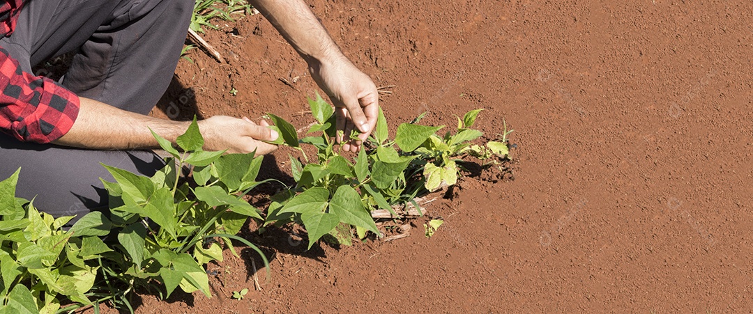 Fazendeiro bonito em uma plantação de quiabo
