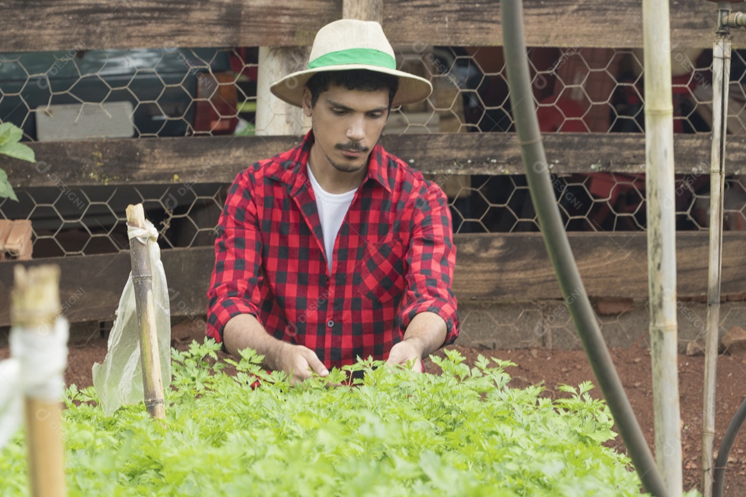 Fazendeiro bonito em um campo de plantação de alface