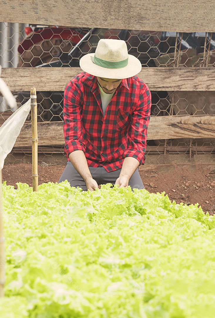 Fazendeiro bonito em um campo de plantação de alface