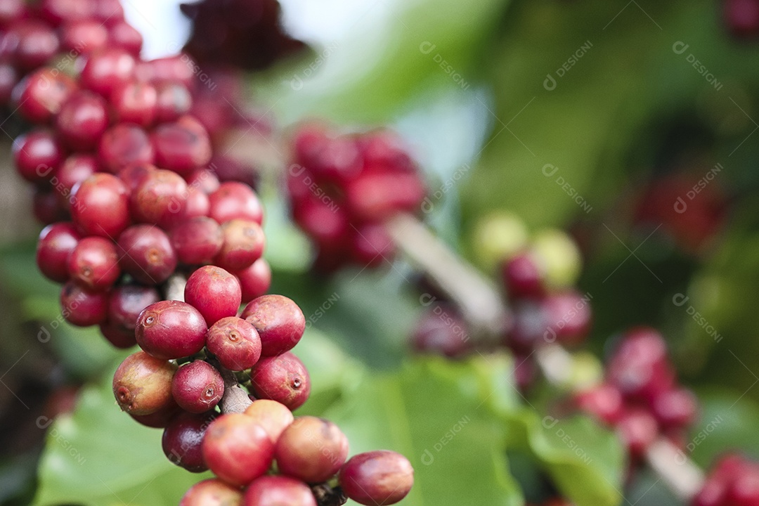 Planta de café com frutos vermelhos em fazenda de café ao sol